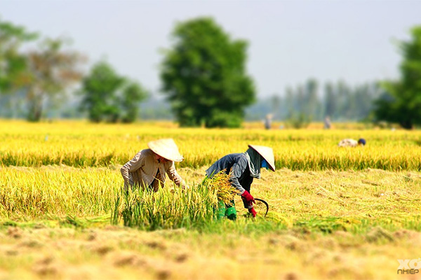 Đề số 47 - Trắc nghiệm văn hóa xã hội