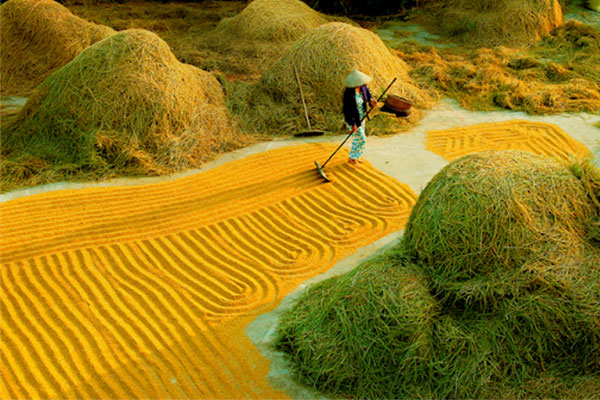 Đề số 48 - Trắc nghiệm văn hóa xã hội