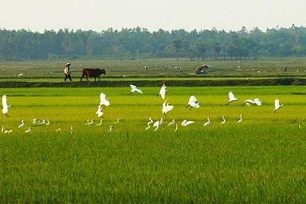 Đề số 50 - Trắc nghiệm văn hóa xã hội