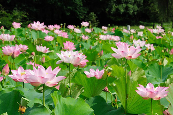 Đề số 52 - Trắc nghiệm văn hóa xã hội